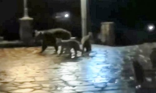 Δίκορφο – Αρκούδα βγήκε νυχτερινή βόλτα στο χωριό μαζί με τα μικρά της