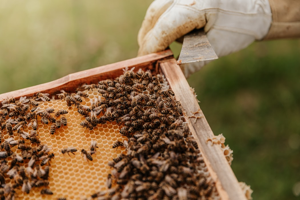 Τα αφανή θύματα των πυρκαγιών – Χάθηκαν 9.000 μελισσοσμήνη και τόνοι μελιού