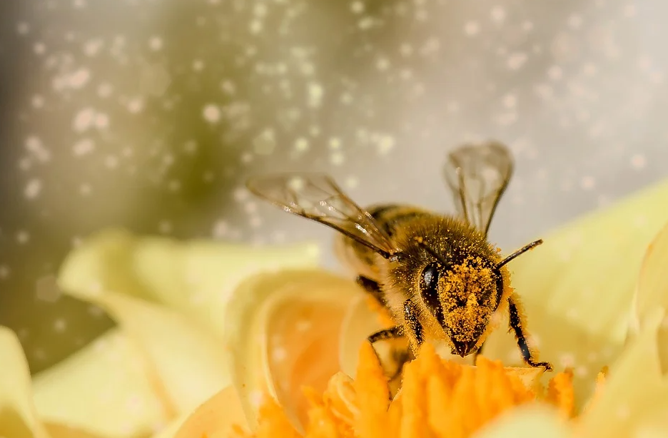 Απεγνωσμένοι από την ξηρασία, αγρότες νοικιάζουν μέλισσες για την επικονίαση των καλλιεργειών