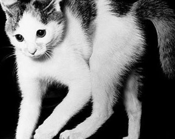 Ένα νέο φωτογραφικό λεύκωμα για τους γατόφιλους
