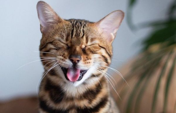 Αν μπορούσε η γάτα σου να σου μιλήσει… Εφαρμογή σου δείχνει πώς αισθάνεται