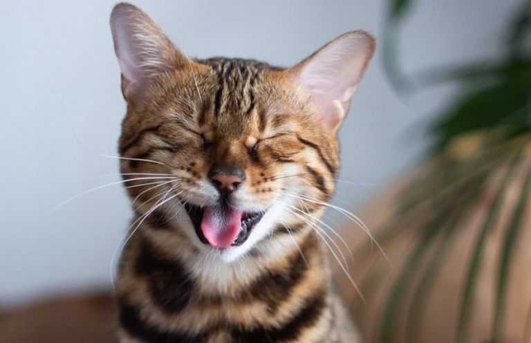 Αν μπορούσε η γάτα σου να σου μιλήσει… Εφαρμογή σου δείχνει πώς αισθάνεται