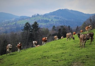 Ανταποδοτικό τέλος για το πρόγραμμα συλλογής και διαχείρισης νεκρών ζώων