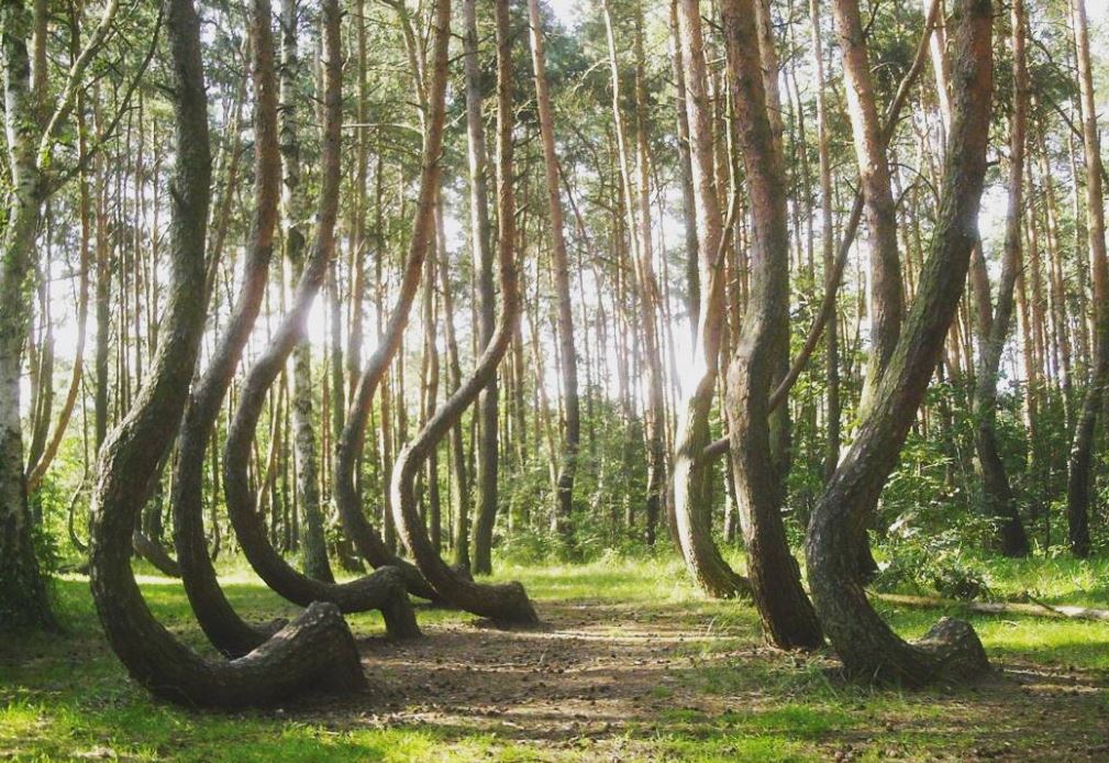 Μυστήριο καλύπτει το «στραβό δάσος» στην Πολωνία – Πώς λύγισαν 400 κορμοί;