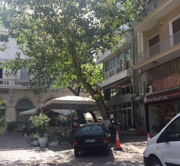 Αθήνα – Το δέντρο που «τρομοκράτησε» Πάιατ και Μενέντεζ – Νέες φωτογραφίες από την ώρα της πτώσης