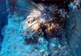 Δηλητηριώδης αχινός απειλεί τις ελληνικές θάλασσες