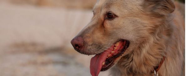 Κλείνει το αυτοσχέδιο καταφύγιο πυρόπληκτων ζώων στο Γαλάτσι – Δείτε την ανακοίνωση