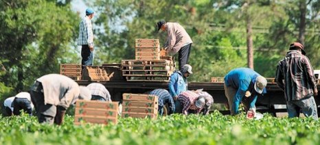 EΘΕΑΣ: Πρόβλημα με την παράταση παραμονής των εργατών γης