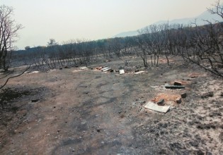 Μέλισσες – Ενα από τα αθώα θύματα των πυρκαγιών