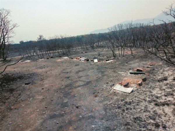 Μέλισσες – Ενα από τα αθώα θύματα των πυρκαγιών