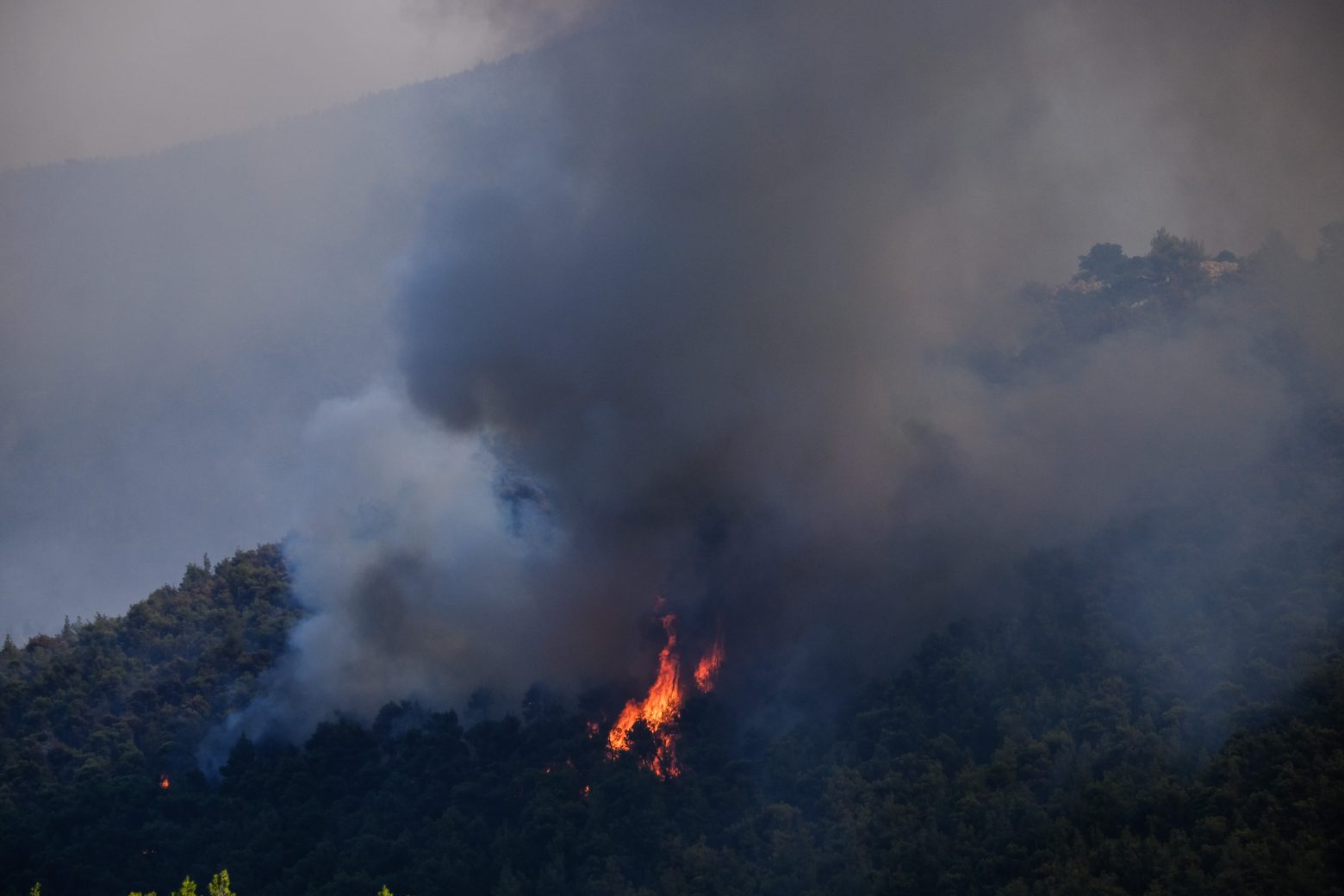 Βίλια - Μάχη με τις φλόγες σε μέτωπο 20 χιλιομέτρων - Καίγεται πυκνό πευκοδάσος, ανεξέλεγκτη η κατάσταση