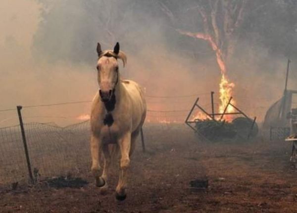 Φωτιά στη Βαρυμπόμπη – Κραυγή αγωνίας για τη διάσωση ζώων