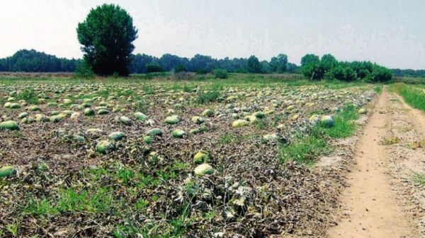 Ηλεία: Καταγραφή ζημιών σε φυτικό και ζωικό κεφάλαιο