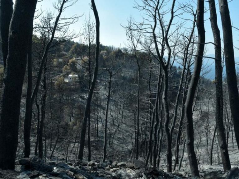 Αναδάσωση: αλήθειες και μύθοι για τα «κακά» πεύκα