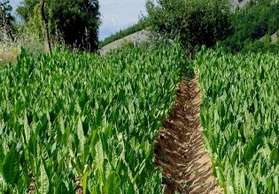 Καπνός – Μειωμένη στο μισό η φετινή παραγωγή στα ορεινά της Ροδόπης