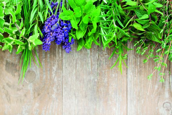 Ενοχλητικά κουνούπια; Αυτά είναι τα έντεκα φυτά που θα σώσουν