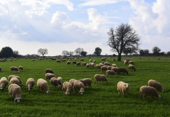 Γεωργία – κτηνοτροφία: Δείκτες τιμών εισροών και εκροών Ιουνίου 2021