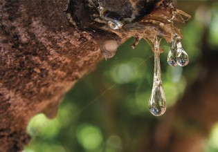 Μαστιχόδεντρα – Σύγχρονες τεχνικές καλλιέργειας