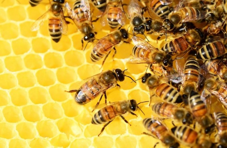 Μικρό Σκαθάρι της Κυψέλης – Τι πρέπει να προσέξουν οι μελισσοκόμοι   