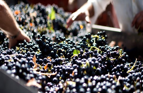 Τρύγος – Τι δείχνουν οι πρώτες εκτιμήσεις για Ισπανία, Πορτογαλία, Γαλλία