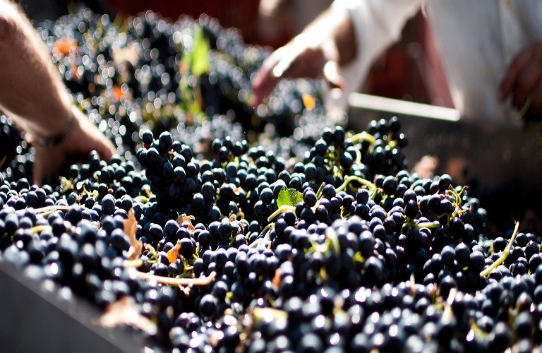 Τρύγος – Τι δείχνουν οι πρώτες εκτιμήσεις για Ισπανία, Πορτογαλία, Γαλλία