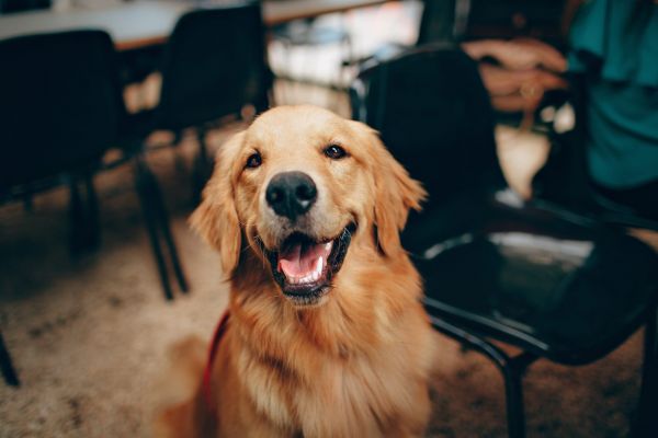 Το απόλυτο τεστ ευφυΐας… για σκύλους