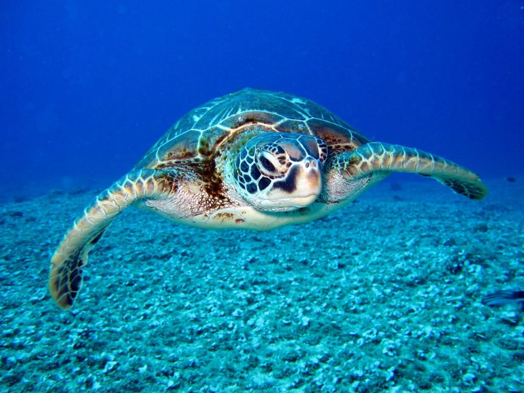 Θαλάσσιες Χελώνες – Εξελικτική «παγίδα» τις κάνει να τρώνε πλαστικό