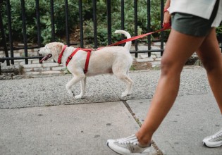 Παγκόσμια Ημέρα Σκύλου – Τι να μην κάνεις όταν συναντιέσαι με άγνωστα σκυλάκια στο δρόμο