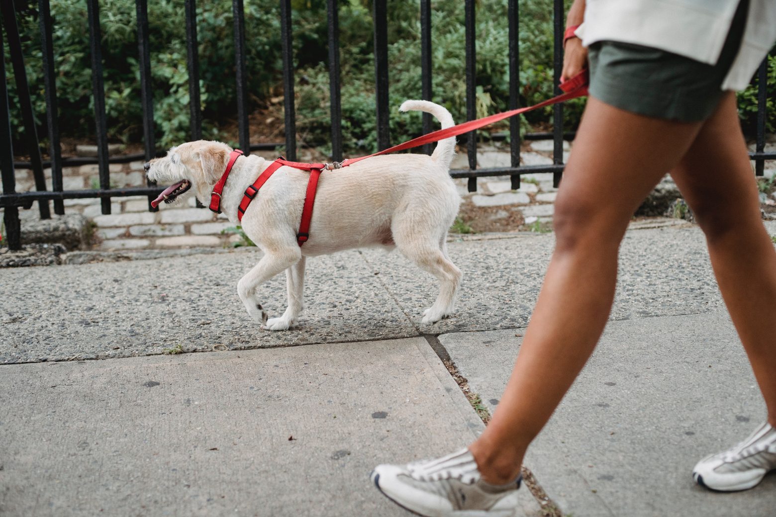 Παγκόσμια Ημέρα Σκύλου – Τι να μην κάνεις όταν συναντιέσαι με άγνωστα σκυλάκια στο δρόμο