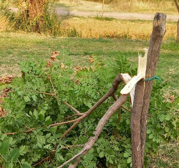 Άρρωστοι άνθρωποι έσπασαν δέντρα