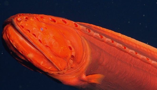 Καλιφόρνια – Βρέθηκε σπάνιο ψάρι που αλλάζει μορφή