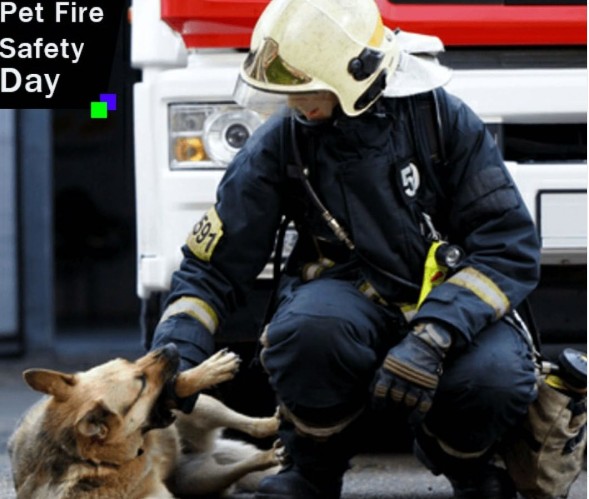 Πώς μπορείτε να προσεγγίσετε σωστά έναν σκύλο που επιβίωσε από την πυρκαγιά