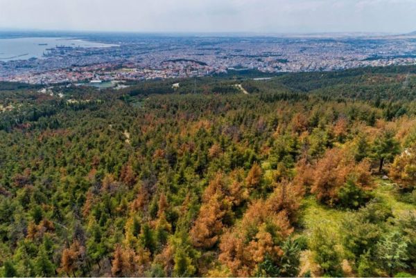 Θεσσαλονίκη – Σε ισχύ μέχρι αύριο η απαγόρευση κυκλοφορίας στο Σέιχ Σου λόγω πολύ υψηλού κινδύνου πυρκαγιάς
