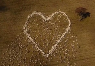 Αυστραλία – Κτηνοτρόφος αποχαιρέτησε τη θεία του που πέθανε με μια τεράστια καρδιά από πρόβατα