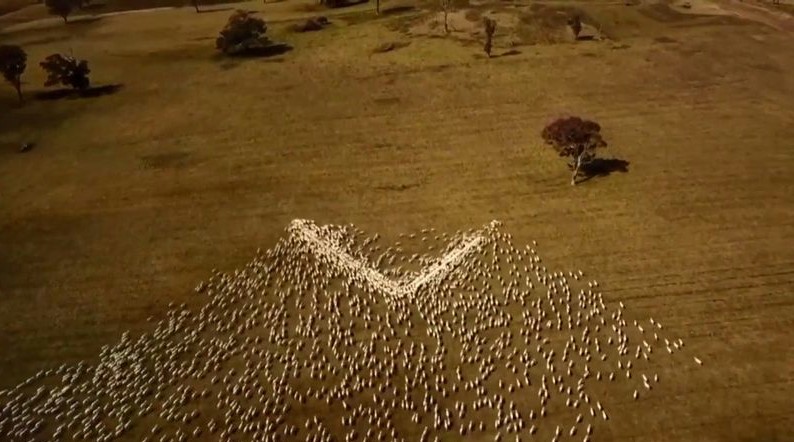 Αυστραλία: Κτηνοτρόφος αποχαιρέτησε τη θεία του που πέθανε με μια τεράστια καρδιά από πρόβατα - Δείτε το Βίντεο