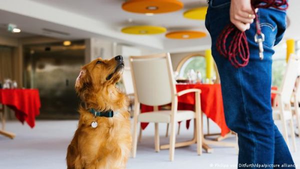 Κοροναϊός – Γηροκομείο χρησιμοποιεί σκύλο αντί για τεστ – Οι μελέτες για τα σκυλιά-οσφρηστές