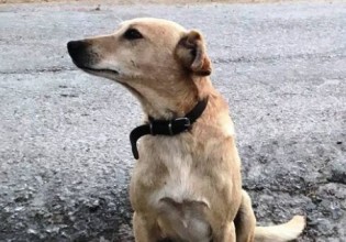 Κρήτη – Πυροβόλησαν και σκότωσαν σκύλο έξω από το σπίτι του