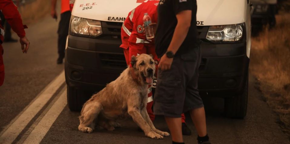 Φωτιά στη Βαρυπόμπη – Πυροσβεστική κι αστυνομία έσωσαν σκύλο από τη φωτιά