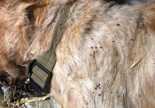 Παράτησε τον σκύλο του αβοήθητο γεμάτο τσιμπούρια και τον άφησε να πεθάνει