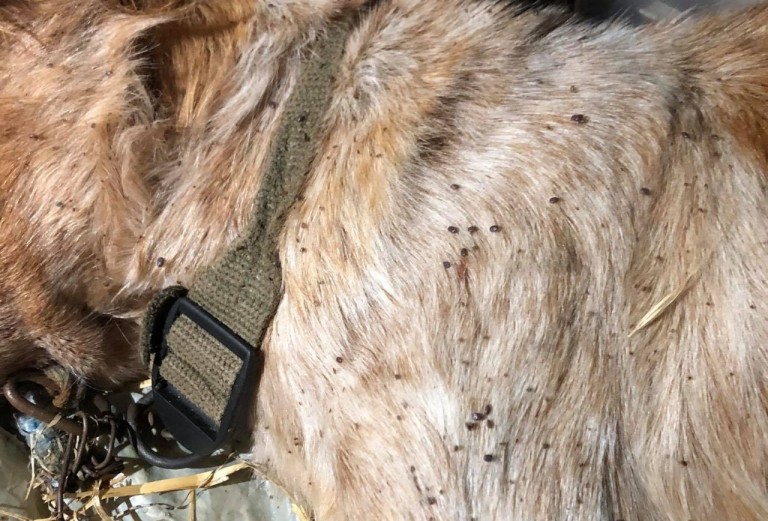 Παράτησε τον σκύλο του αβοήθητο γεμάτο τσιμπούρια και τον άφησε να πεθάνει