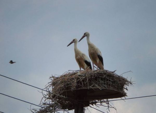 Πελαργοί – Τα «αόρατα» θύματα της φωτιάς στην Αττική