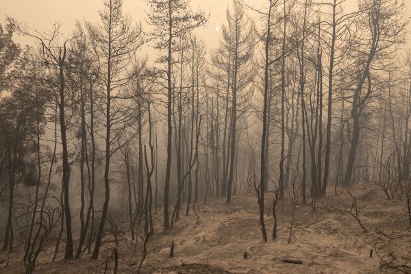 Λέκκας για Εύβοια – Έχουν καταστραφεί ολοσχερώς 300.000 στρέμματα, δεν θα ξαναγίνουν δάσος
