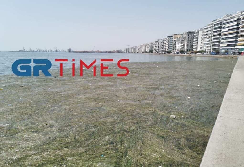 Θεσσαλονίκη – Σοκαριστική η εικόνα του Θερμαϊκού – Νεκρά πτηνά, σκουπίδια και φύκια [Εικόνες & βίντεο]