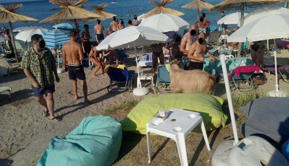 Χαλκιδική - Τράγος εμφανίστηκε σε beach bar και προκάλεσε αίσθηση