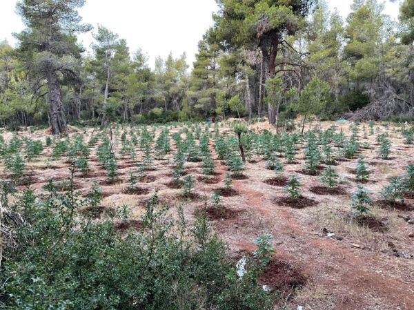 Εντοπίστηκε μεγάλη χασισοφυτεία στα Βίλια Αττικής – Δύο συλλήψεις