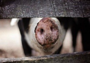 Αφρικανική πανώλη των χοίρων – Λήψη μέτρων μετά τα κρούσματα στην Βουλγαρία