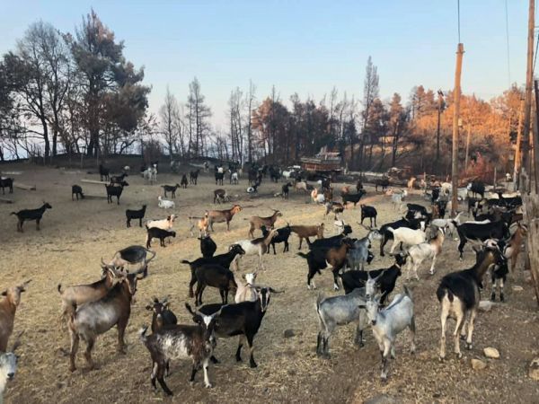 “Τώρα μας χρειάζονται”