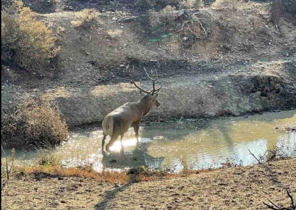 Βαρυμπόμπη – Ελάφι παίζει σε νερολακούβα ανάμεσα στα καμένα