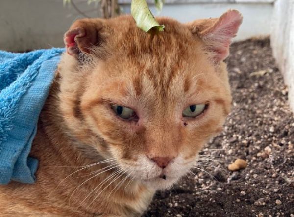 Τι είναι το #πετσέτα_challenge που έχει σαρώσει στο Twitter;