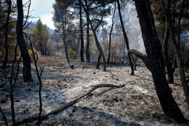 Φωτιές - Απάντηση Οικονόμου στον Τσίπρα για τις φωτιές